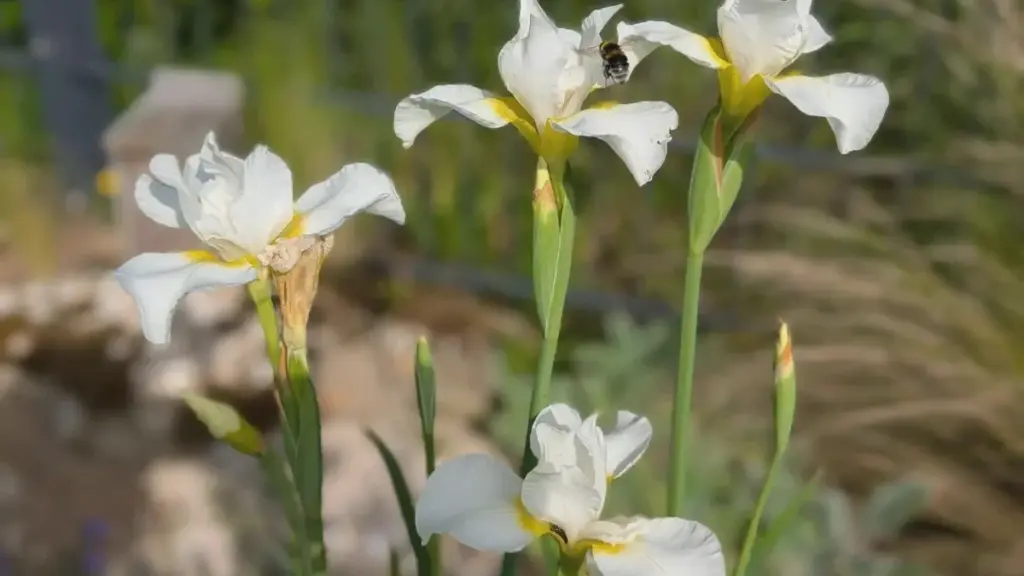 Iris e nepeta su un pendio arido: il layout 3-5-7 crea un’oasi fiorita
