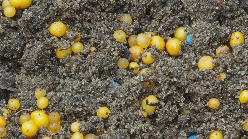 Le palline gialle nel substrato non sono sempre lumache — il test con acqua calda a maggio rivela tutto