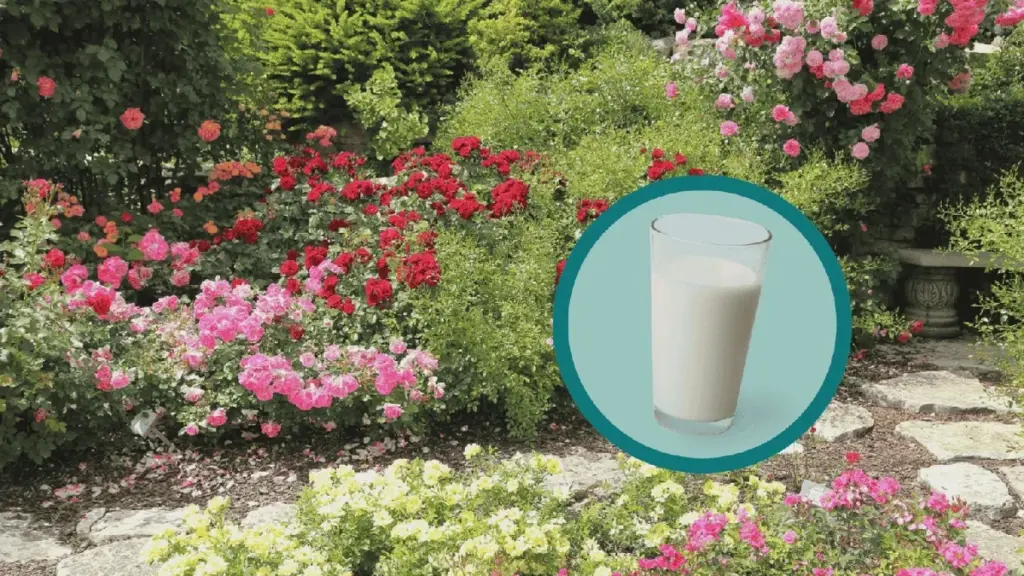 Lo spray al latte salva le rose dalla muffa — il calcio funziona come oro liquido