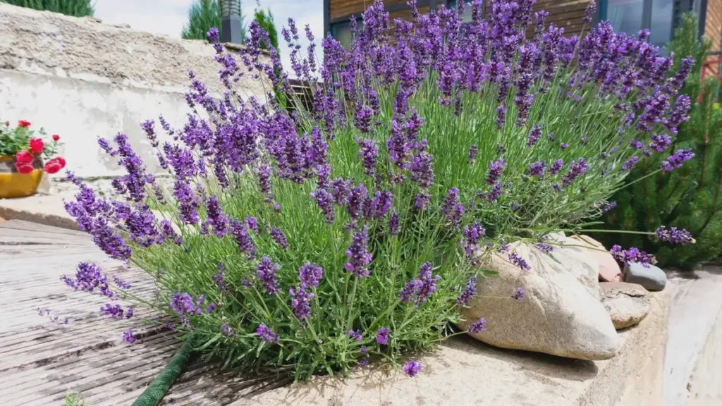 La lavanda a maggio ha bisogno dei gusci d’uovo — il concime classico la uccide