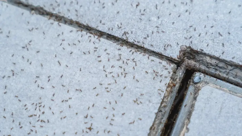 Le formiche sotto le pavimentazioni odiano il rame — le vecchie monete a maggio salveranno il terrazzo