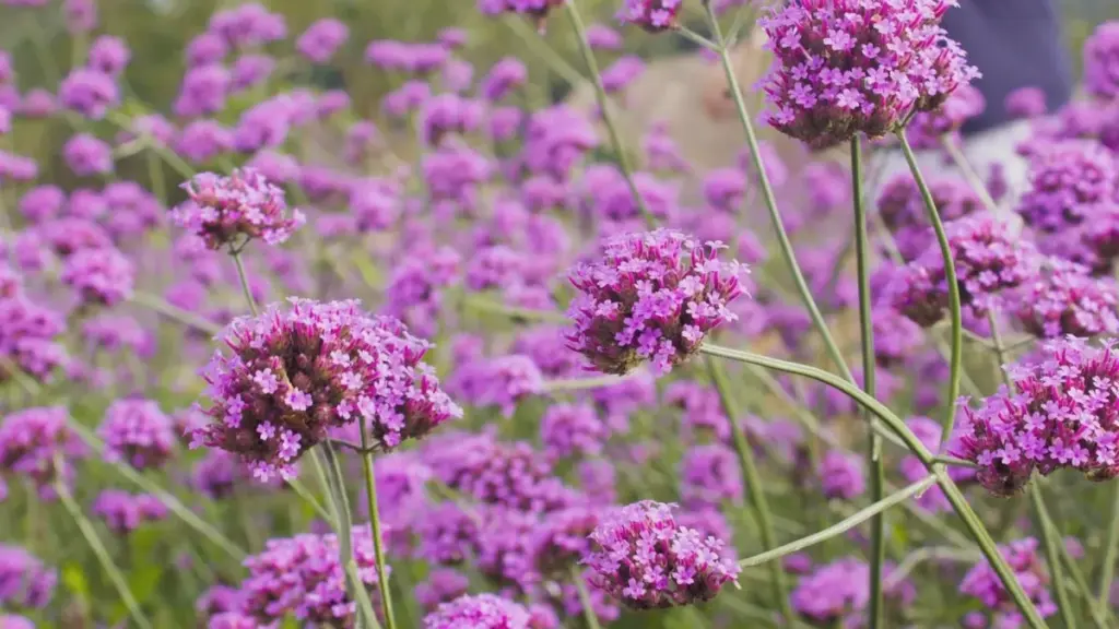 Sedum a maggio, pizzicatelo: la temperatura del suolo alle radici scende di 3 gradi