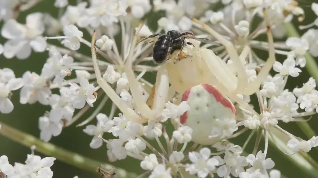 Il ragno granchio nelle rose cambia colore fino a 25 giorni — riconosci il cacciatore mascherato in tempo