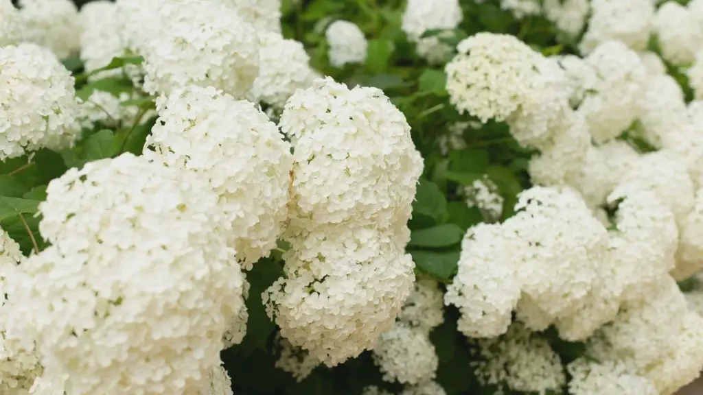 Ortensia paniculata a maggio 2026: il metodo Chelsea Chop per steli robusti