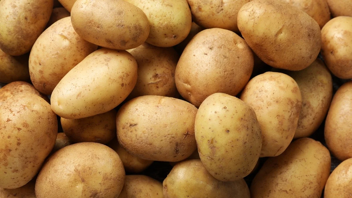L’industria europea delle patate colpita da una massiccia crisi di sovrapproduzione